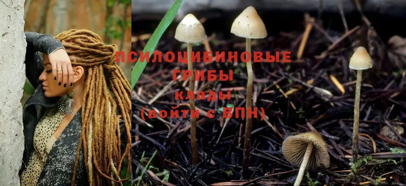 Галлюциногенные грибы Psilocybine cubensis  Шарыпово 